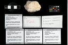 Foto (Objekt + Etikett) von Munidopsidae indet.  (NHMW-GEO-2014-0194-0225c)